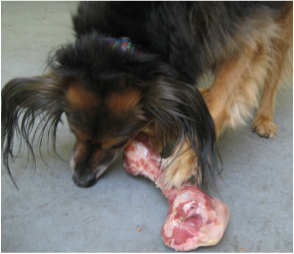Dog with Raw Meaty Bone