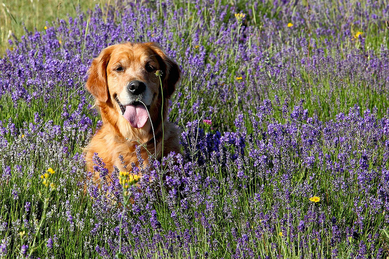 Lavender for dogs