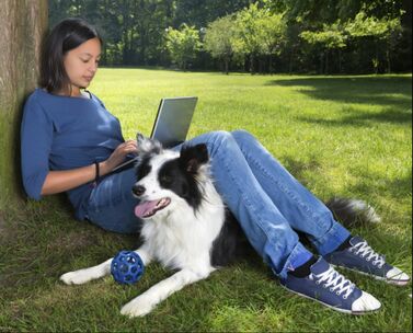 Online pet wellness consultations